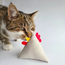 Kitten and chicken